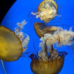 Meet your Posher, Cole